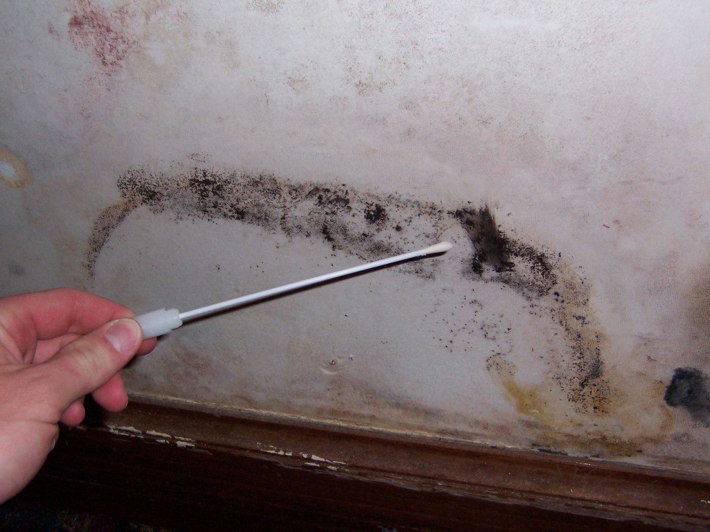 Should I Buy a House with Mold Problem!? How To Build A House